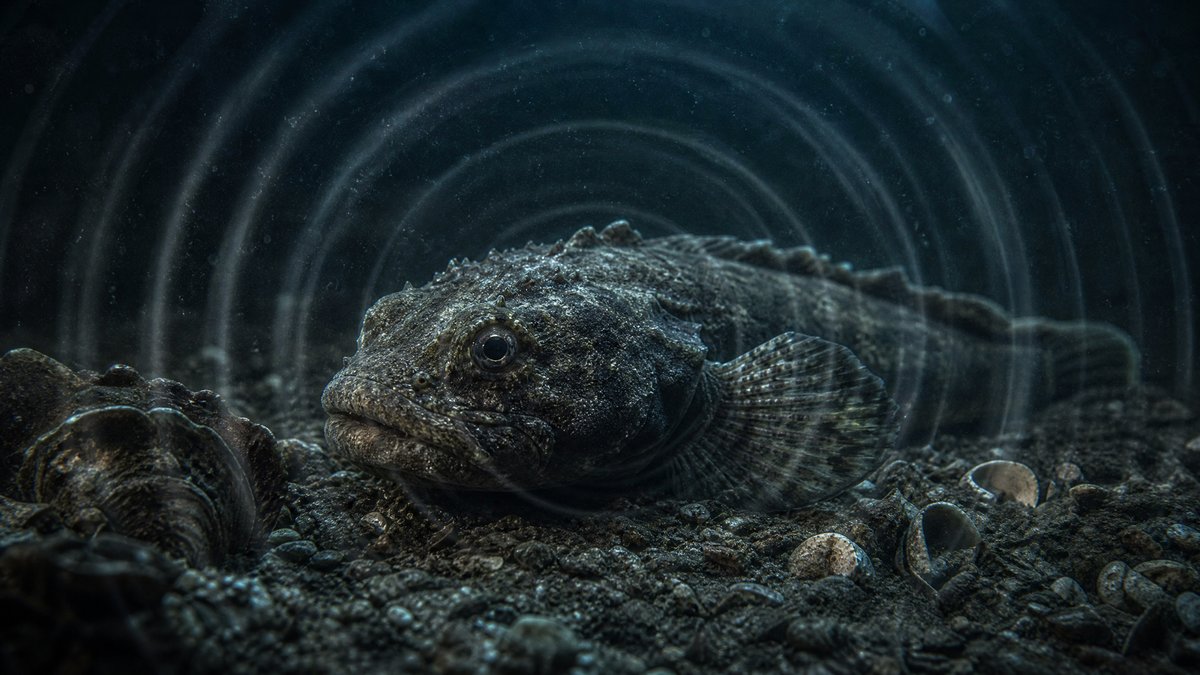 O Peixe Que Grita Mais Alto Que Um Show de Rock — o peixe-sapo e o submundo da comunicação animal