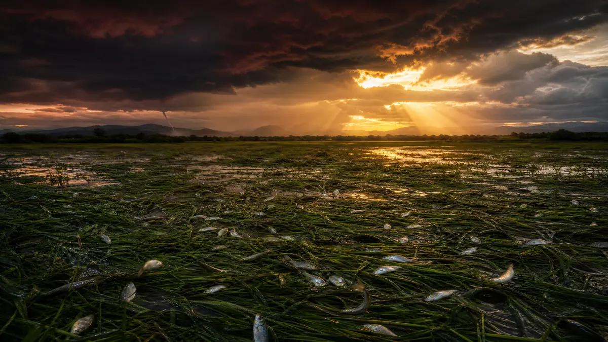 Sapos, peixes e aranhas caíram do céu — e a explicação é mais assustadora do que sobrenatural