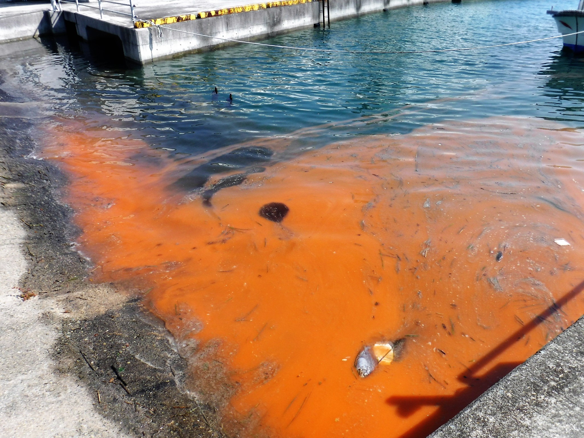 O Mar Que Se Tornou Sangue — as marés vermelhas e o que elas revelam sobre a morte dos oceanos