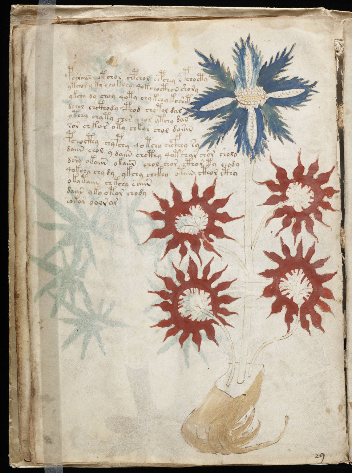 O Manuscrito Que Ninguém Leu — Voynich, o livro mais misterioso do mundo