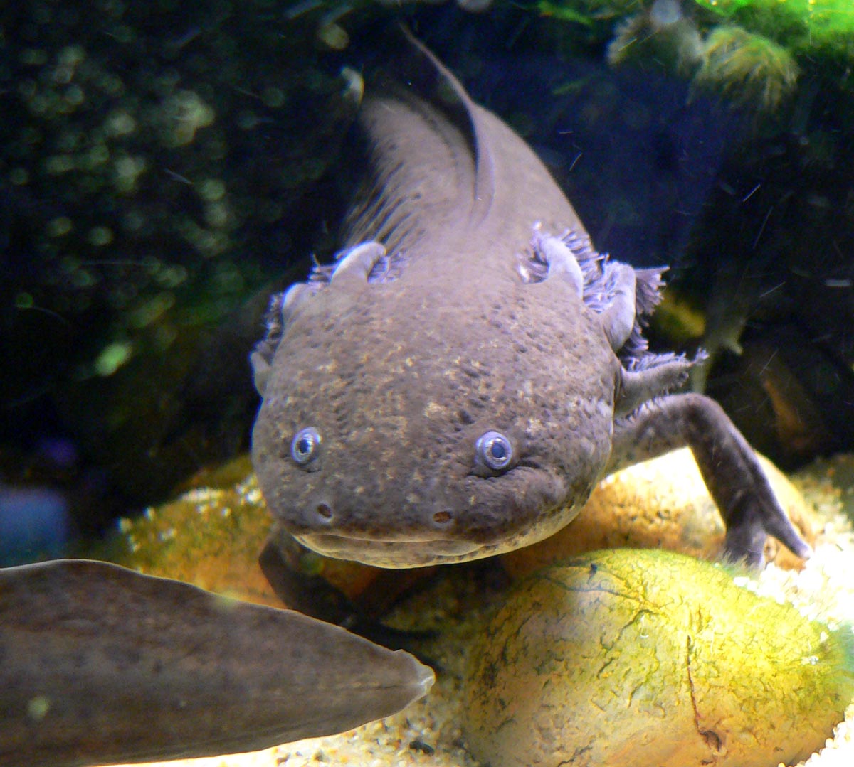 Axolotes — o Pokémon da vida real que se regenera infinitamente