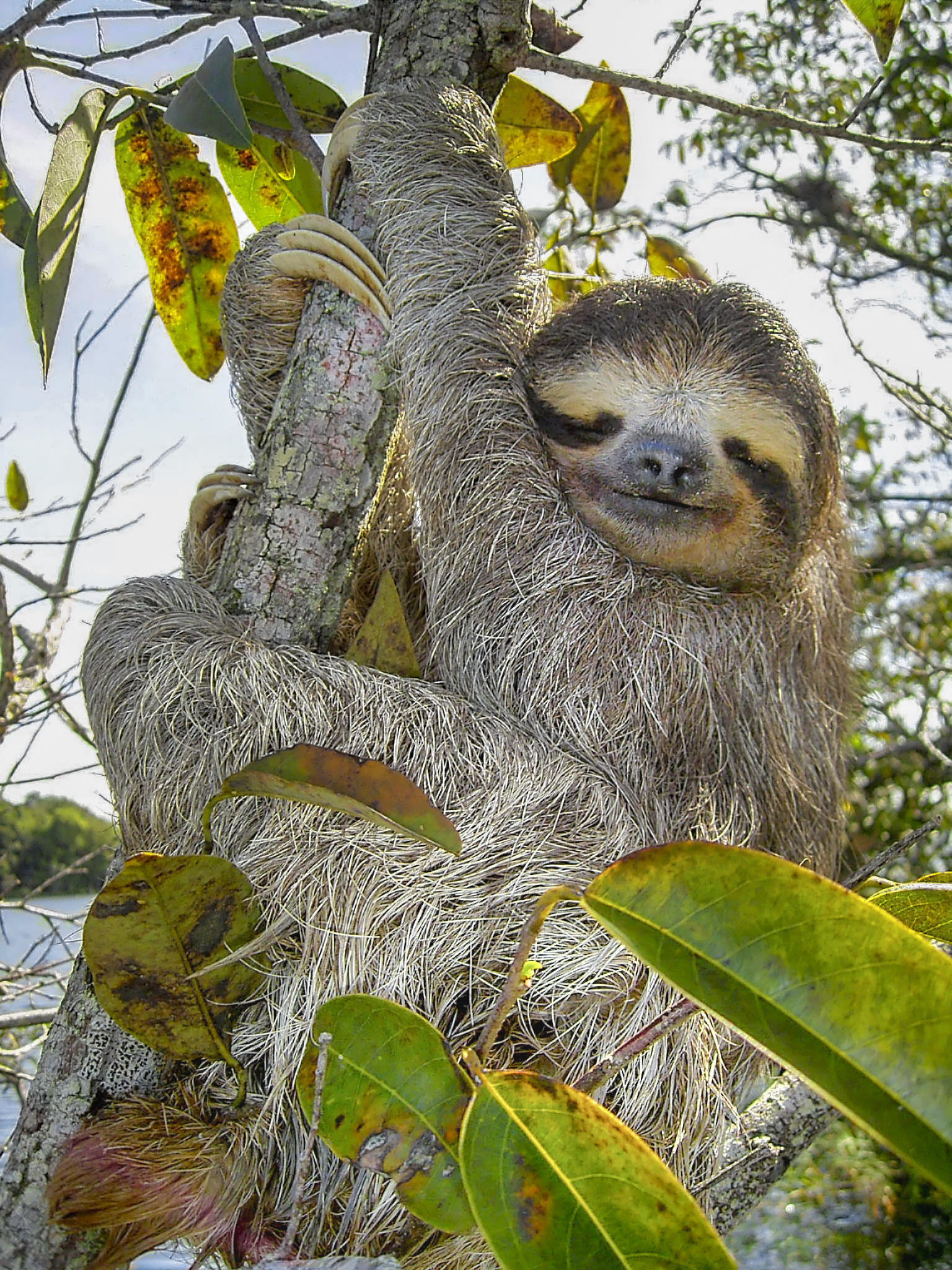 O Bicho-Preguiça Que Cultiva um Jardim nas Costas — e outras simbioses que desafiam o individualismo biológico