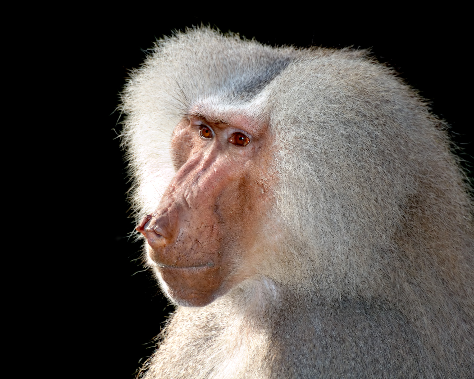 Babuínos e o Espelho — o que acontece quando um macaco reconhece a si mesmo