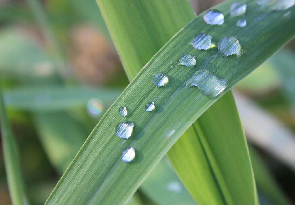 Gotas de orvalho sobre uma folha verde de capim, em close